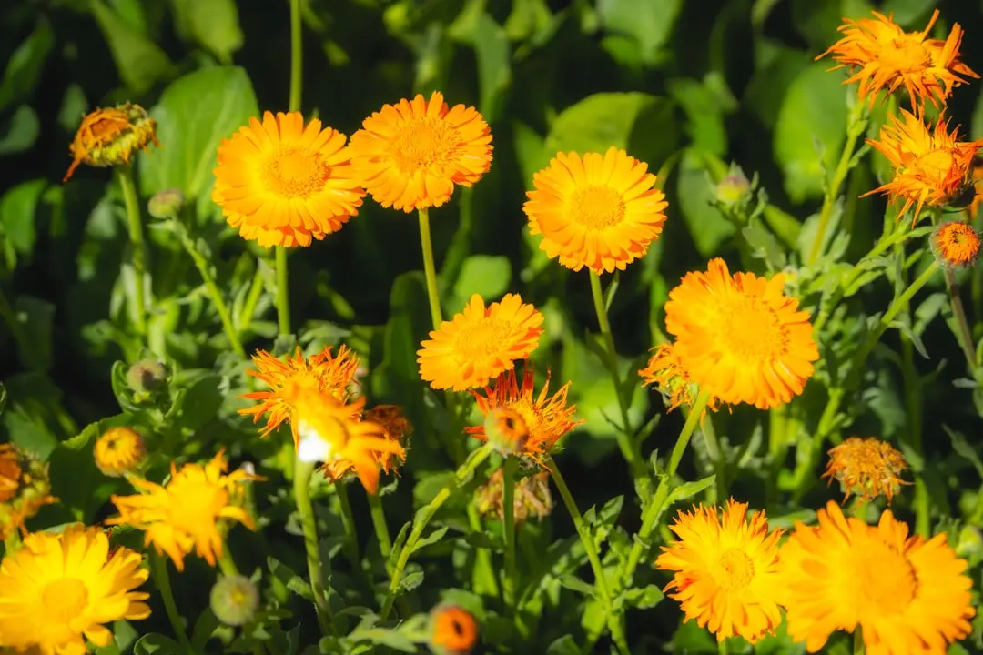 calendula officinalis marigold flower herb