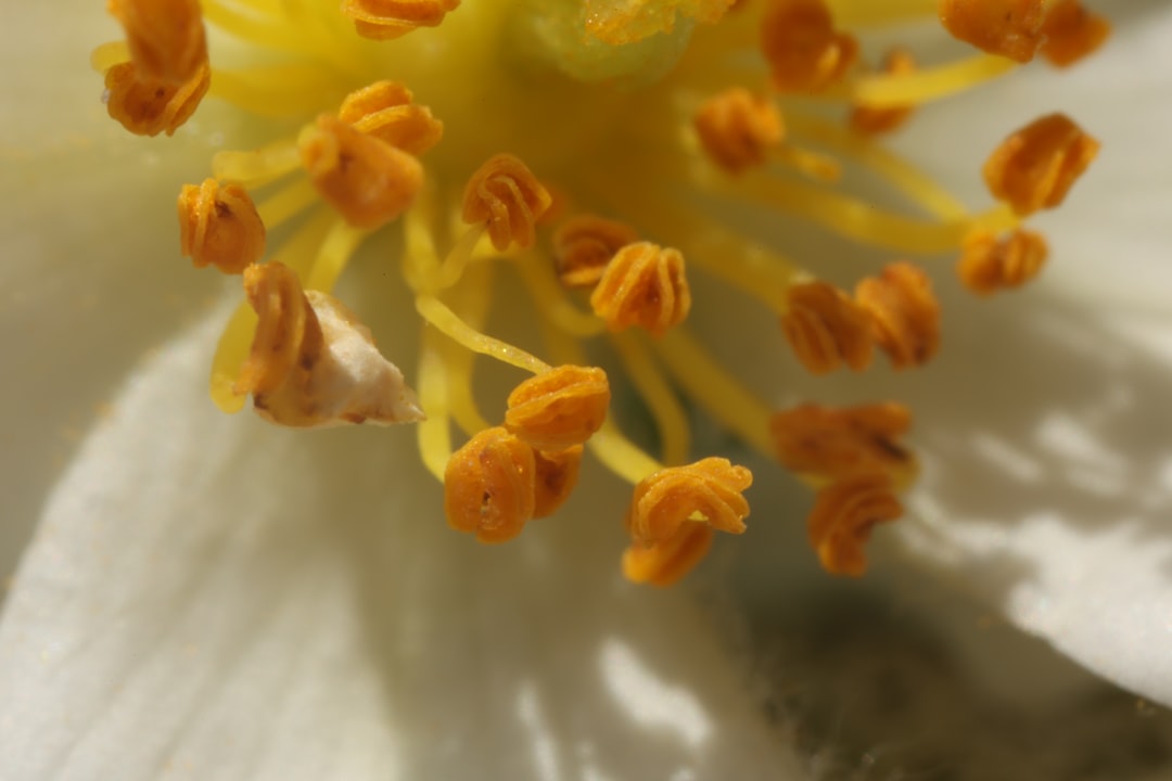 Yin qiao san honeysuckle and forsythia flowers, the lead herbs in the classical formula