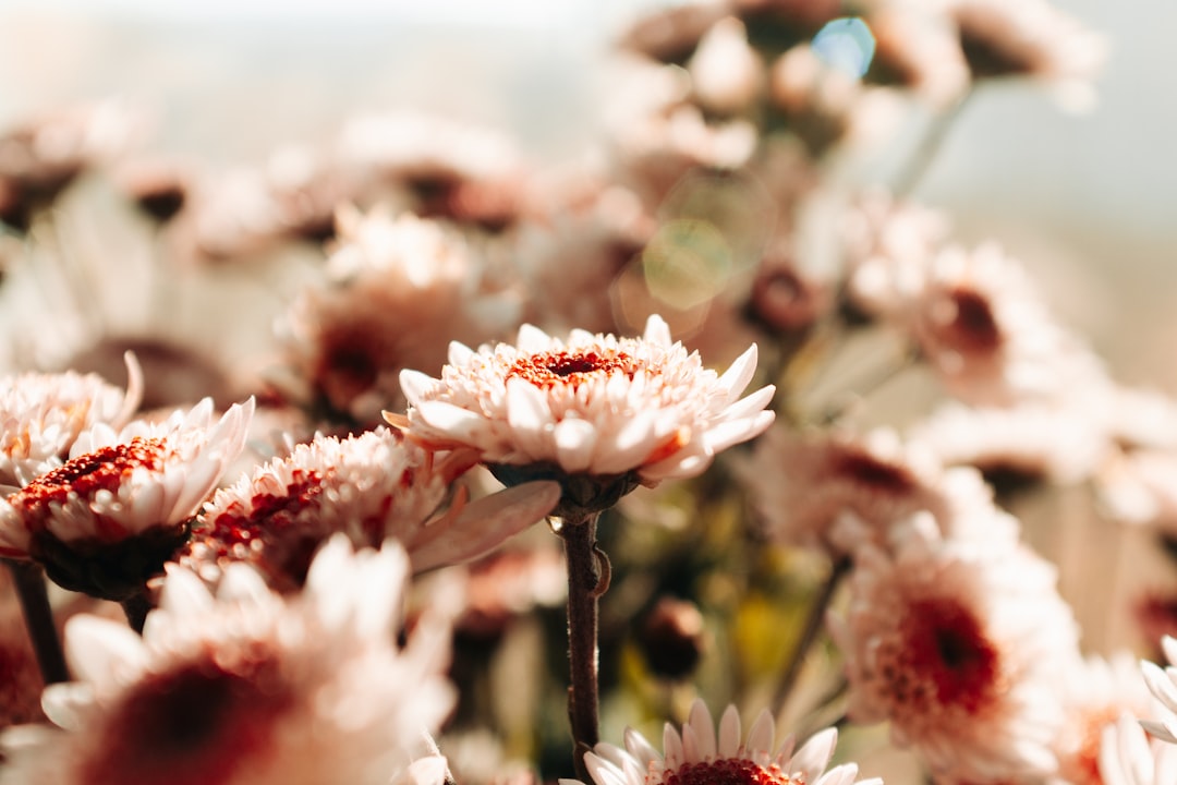 chrysanthemum flowers — chief herb in sang ju yin for wind heat cough formula