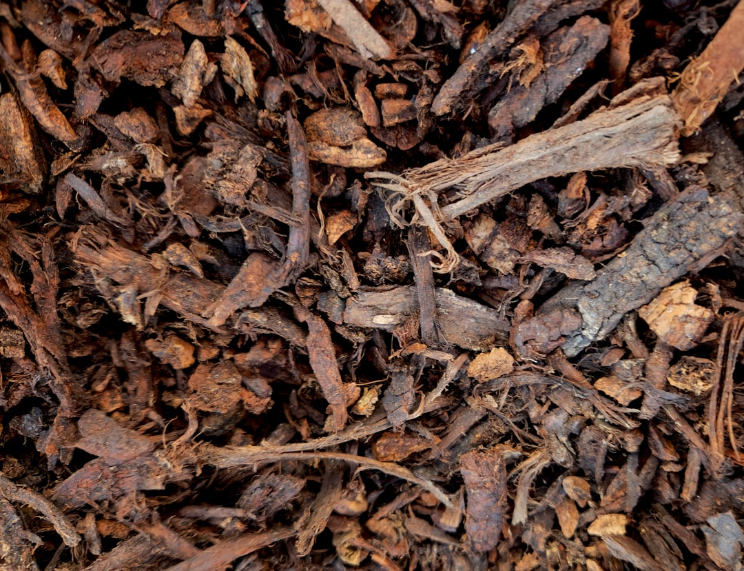 dried oak bark chips for herbal tea and tincture preparation