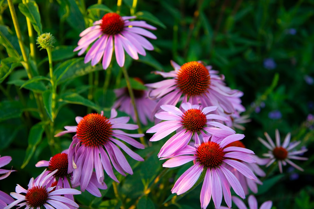 Echinacea purpurea purple coneflower — source of echinacea tincture for immune support