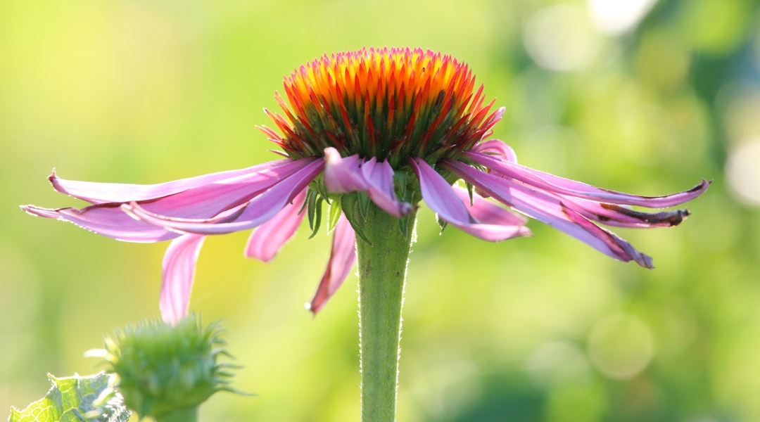 Herbal tincture bottle for immune support — echinacea extract