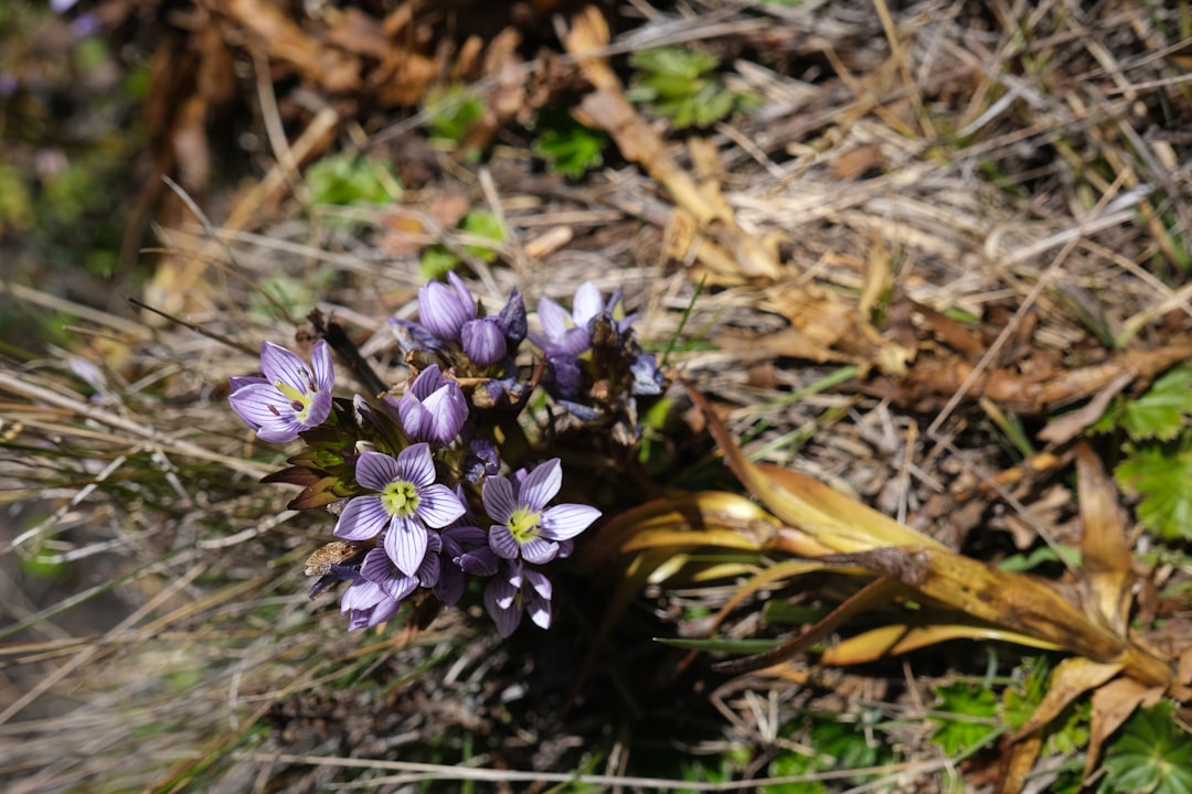 Purple gentian flowers — the chief herb in long dan xie gan tang liver fire formula