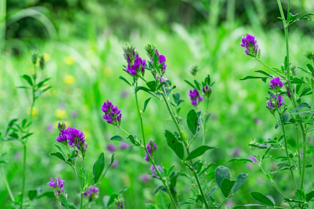 spring wildflowers in a meadow representing liver qi renewal and seasonal herbal medicine
