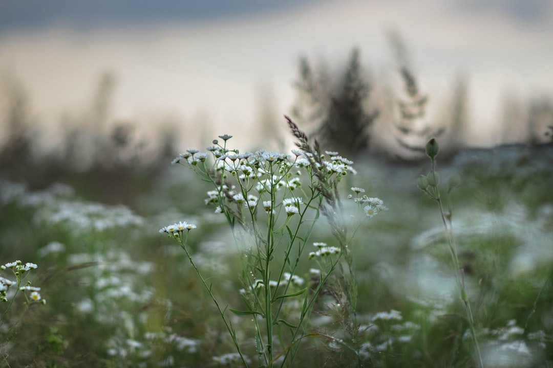 Chamomile flowers in a field used for sleep and digestion support