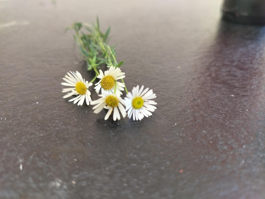 Chamomile tincture bottle for sleep and digestion