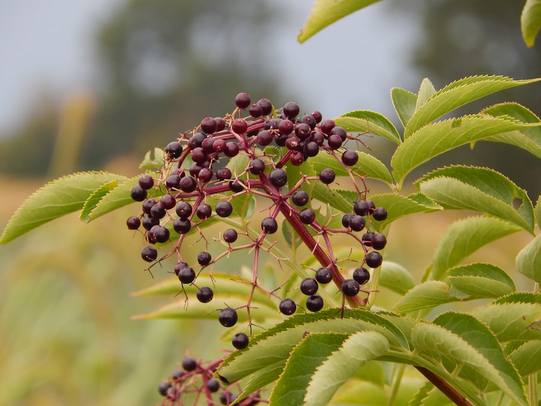 Elderberry for cold and flu, fresh Sambucus nigra berries on the branch