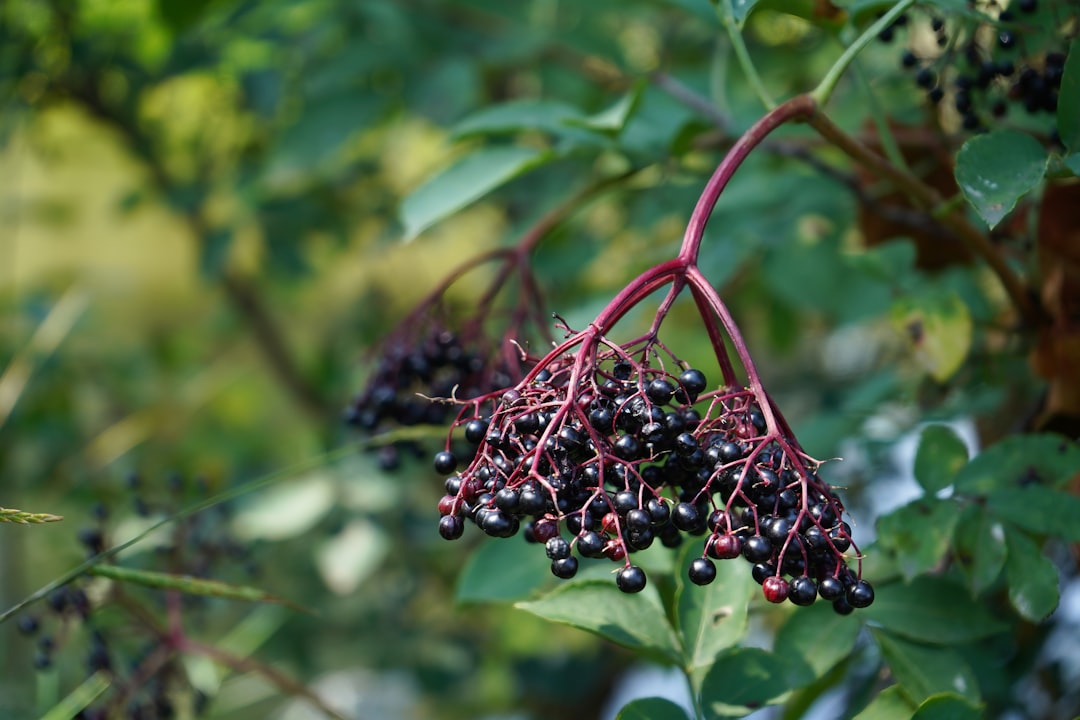 Elderberry tincture bottle prepared for cold and flu support