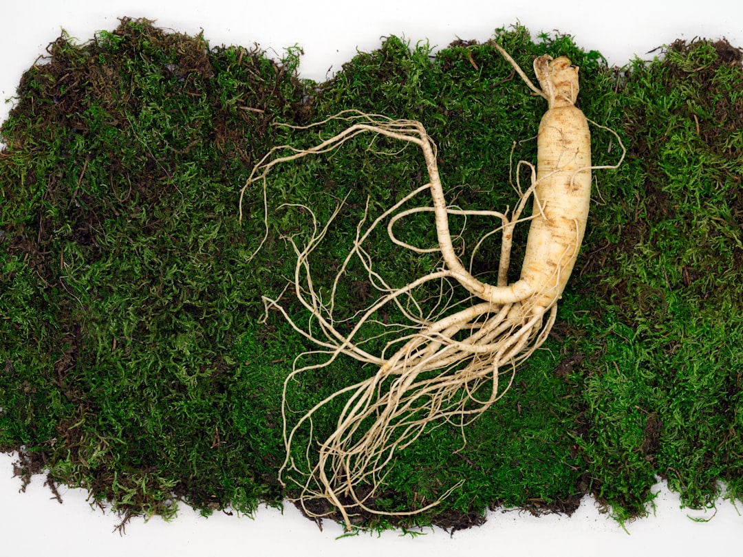Korean Red Ginseng root, the chief herb in Sheng Mai San for heart qi and yin deficiency