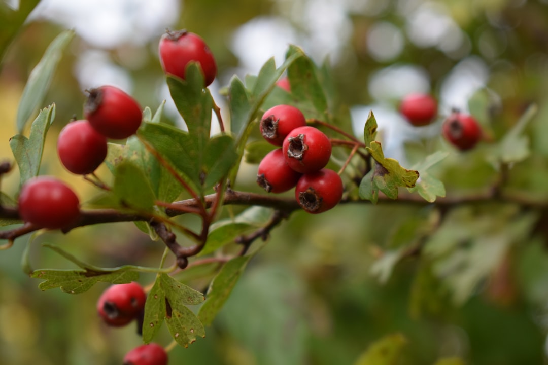 Hawthorn berry for heart health, red berries on the branch
