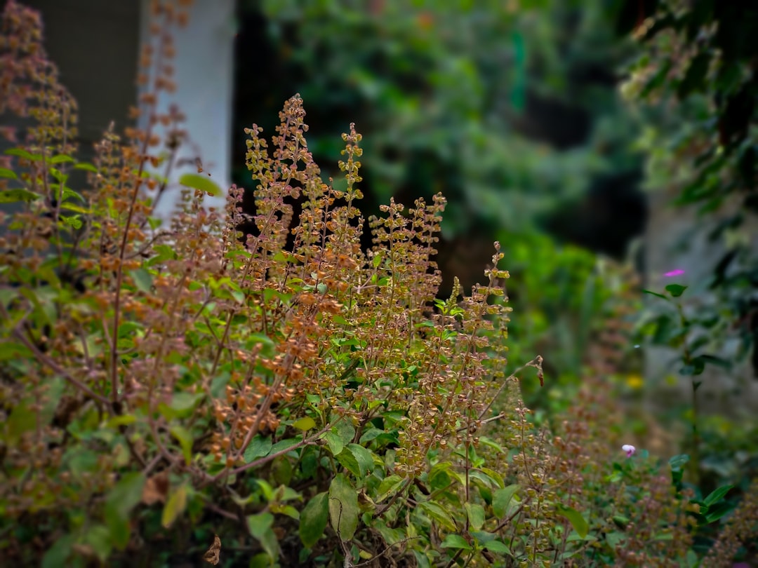 Holy basil for stress relief — fresh tulsi plant growing in a garden bed