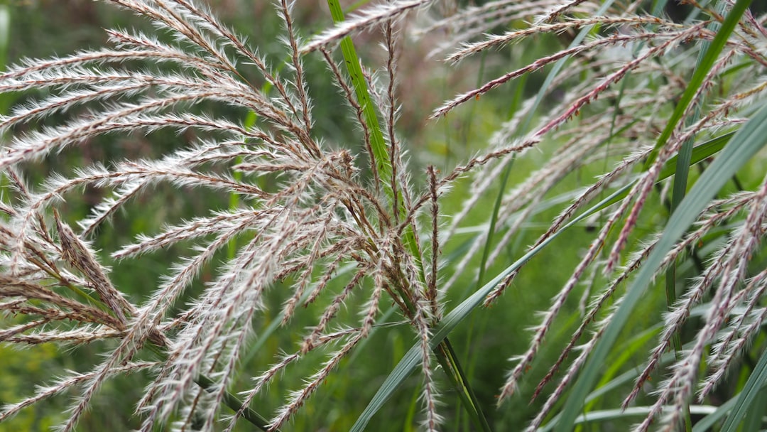 Ophiopogon japonicus growing, the deputy herb in Sheng Mai San