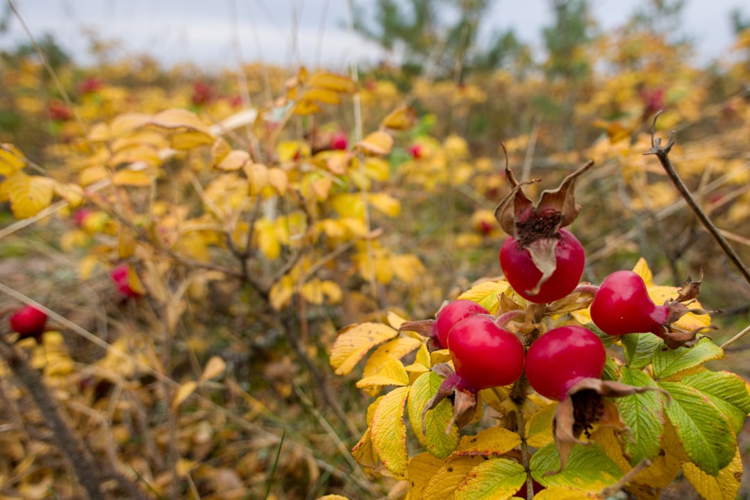 Hawthorn berry for heart health, ripe red berries on autumn branch