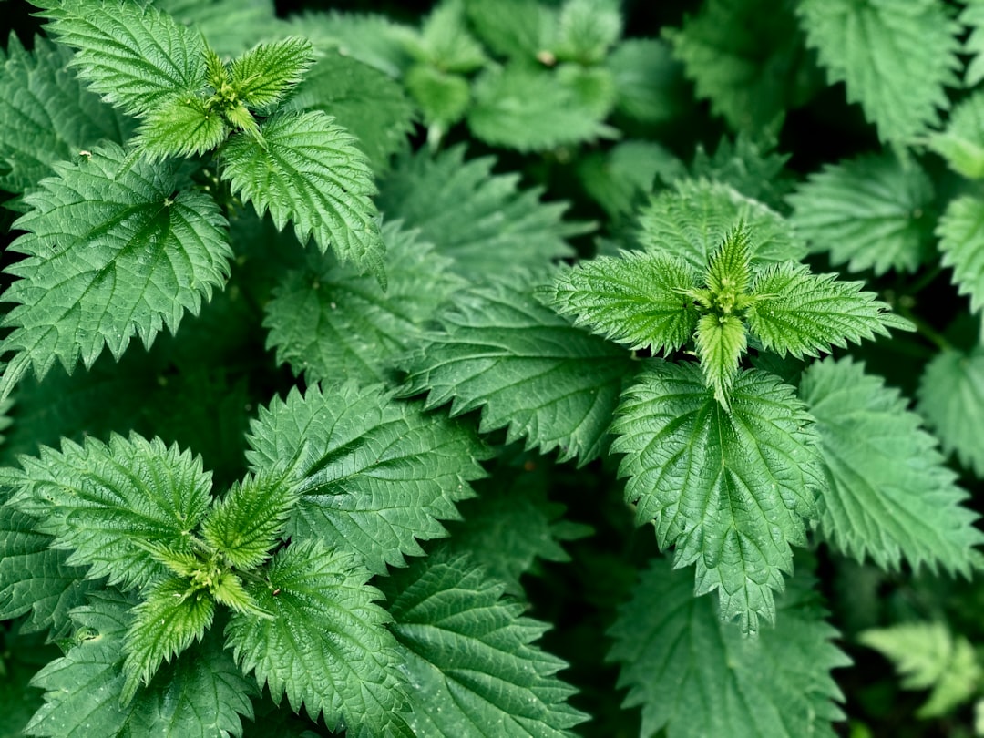 Stinging nettle leaves used for seasonal allergies