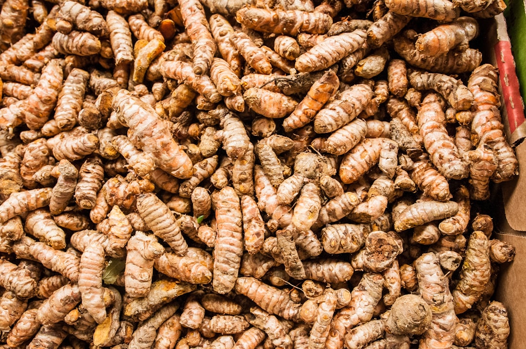 Fresh turmeric rhizomes used for turmeric tincture for inflammation