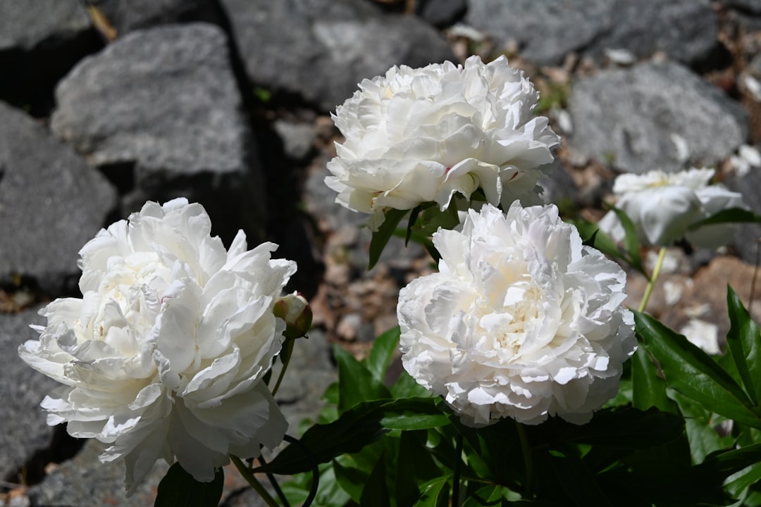 White peony flower — Bai Shao softens the Liver layer in Wan Dai Tang