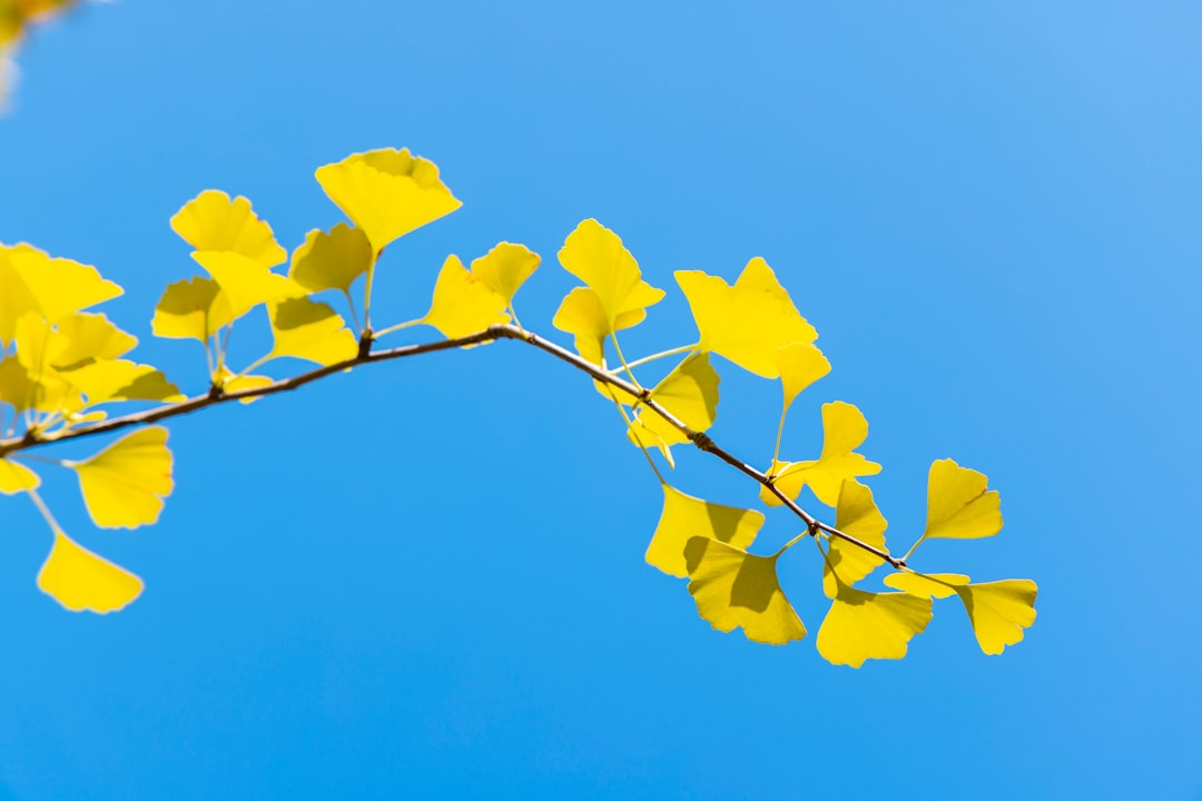 Ginkgo biloba for memory shown as fan-shaped yellow ginkgo leaves on a tree