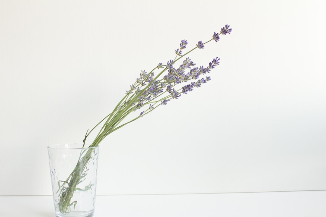 Dried lavender flowers in a jar for calming tea and tincture