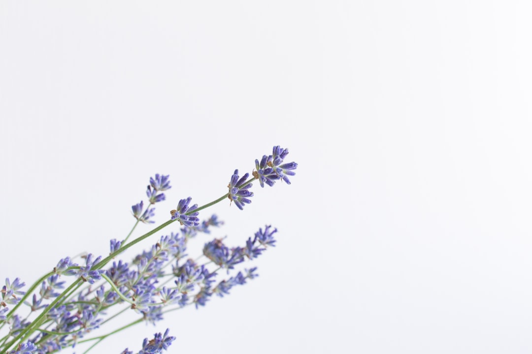 Bunch of lavender flowers used for sleep and anxiety