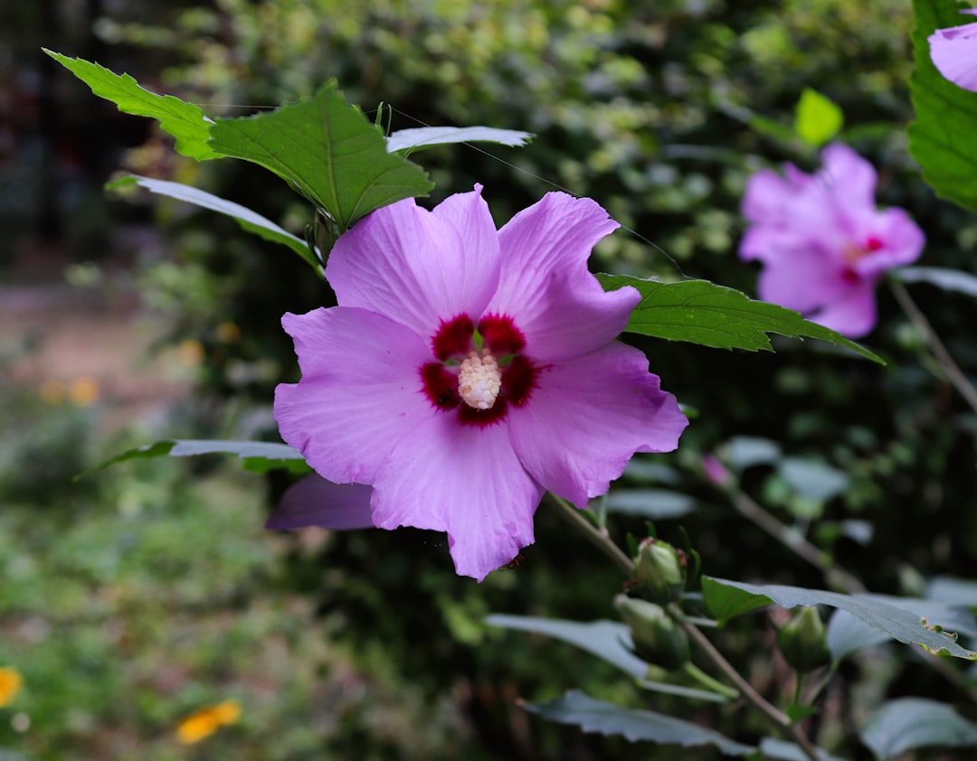 Marshmallow root for gut health, Althaea officinalis plant in flower