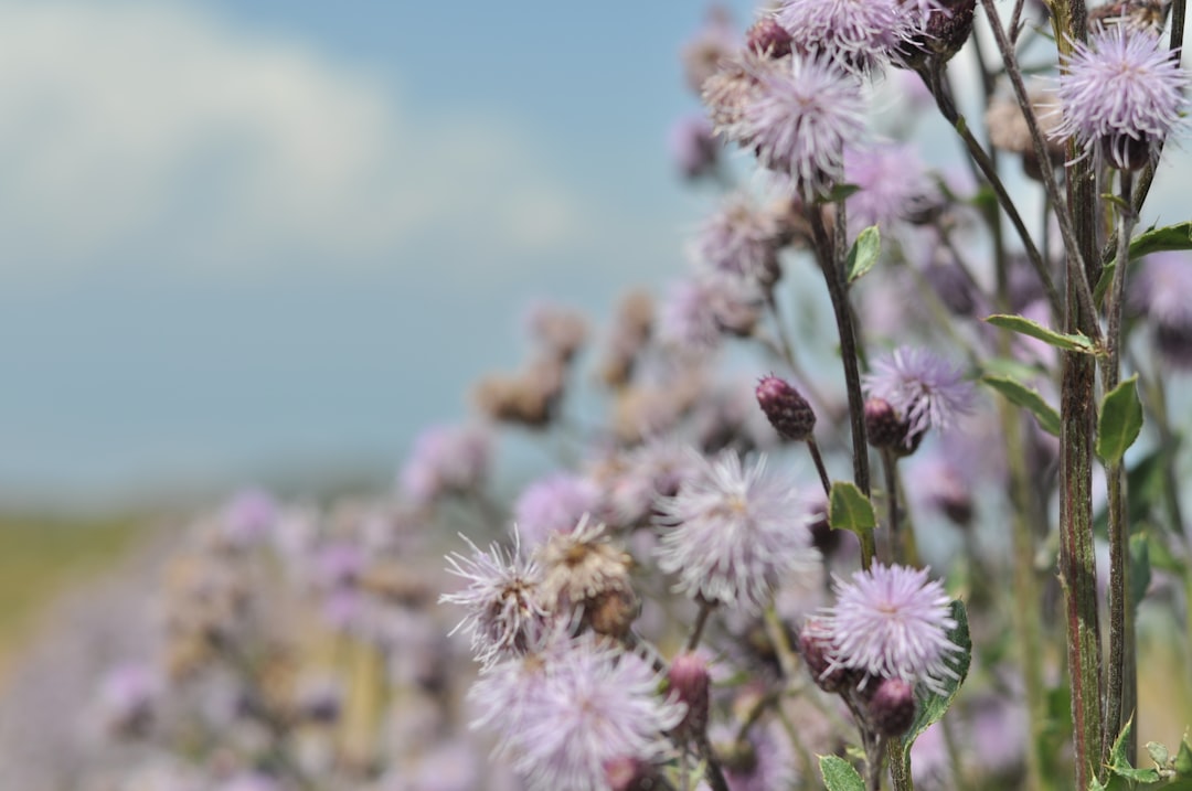 Milk thistle for liver support, the purple-flowered Silybum marianum plant