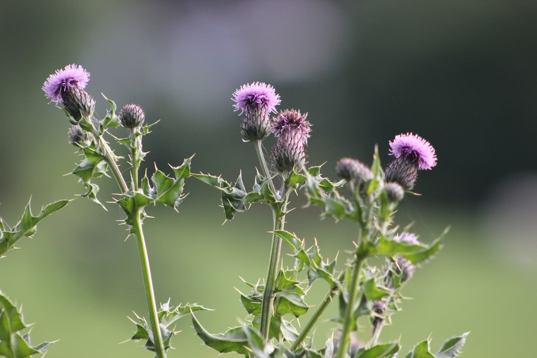 Milk thistle for liver support in tincture form