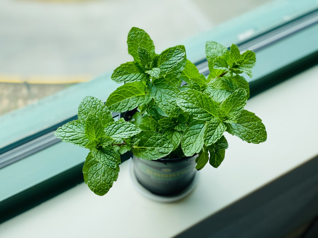 Peppermint for digestion shown as fresh Mentha piperita leaves