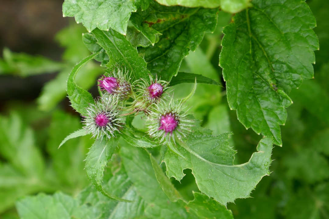 Milk thistle for liver support growing in a field
