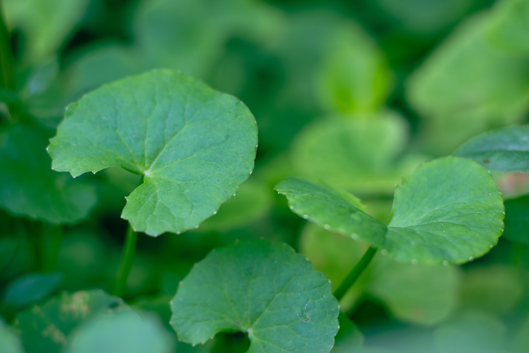 Gotu kola for skin and memory, Centella asiatica plant with round scalloped leaves