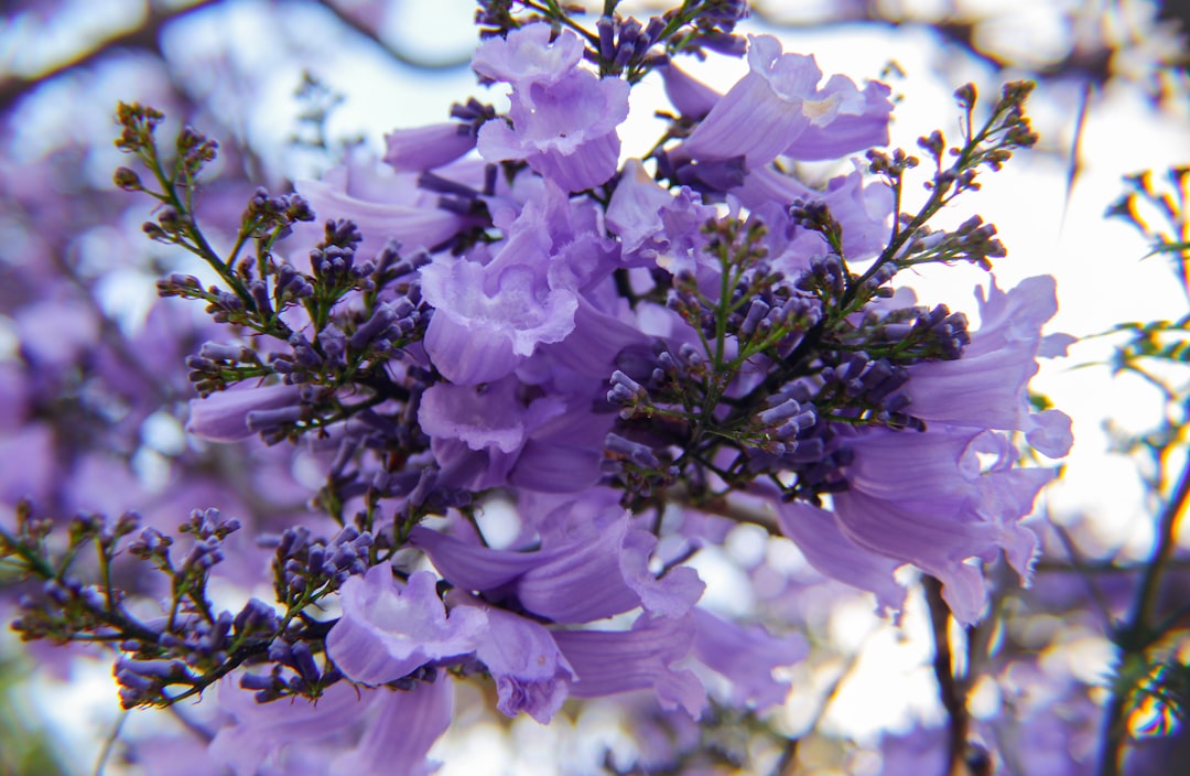 Chaste tree berry for hormonal balance, purple Vitex agnus-castus flowers in bloom