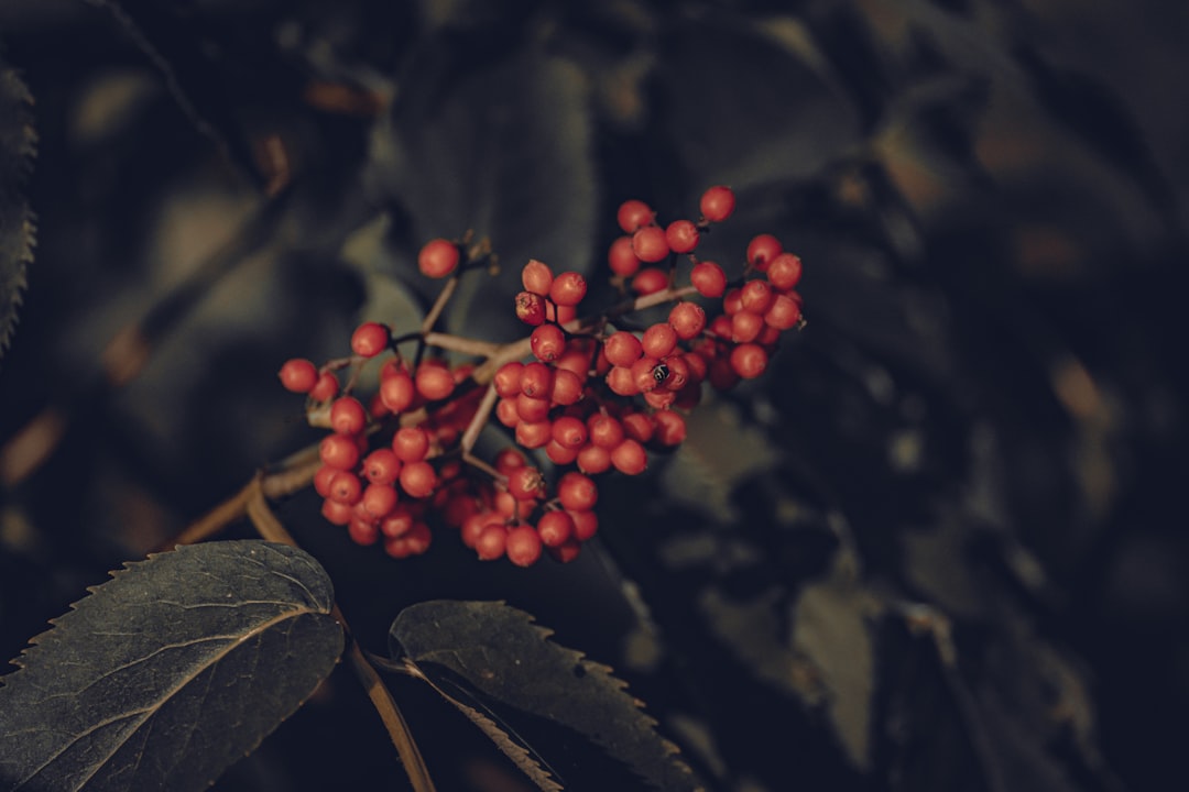 Cramp bark for menstrual cramps, Viburnum opulus berries on the branch