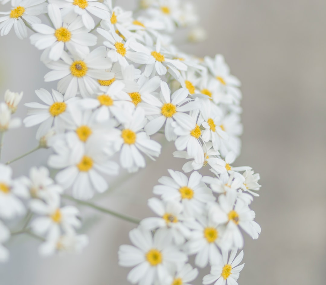 Feverfew for migraine relief shown as white daisy-like flowers in bloom