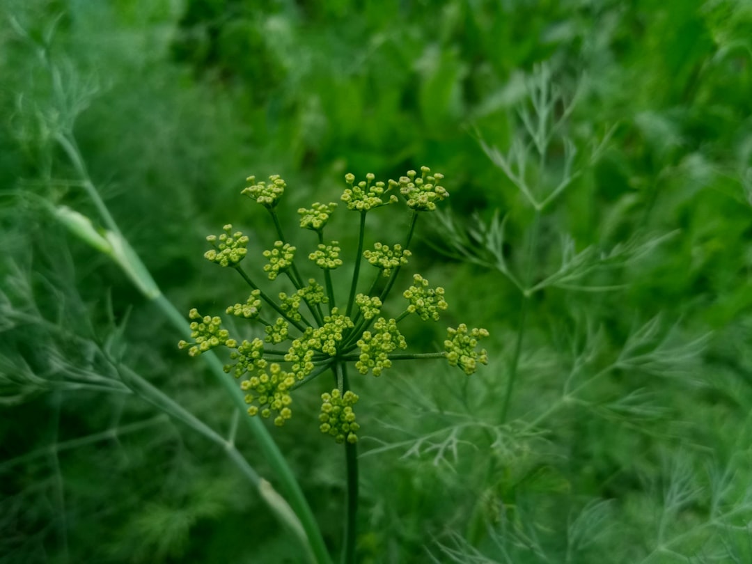 Foeniculum vulgare, the fennel plant used for fennel seed for digestion