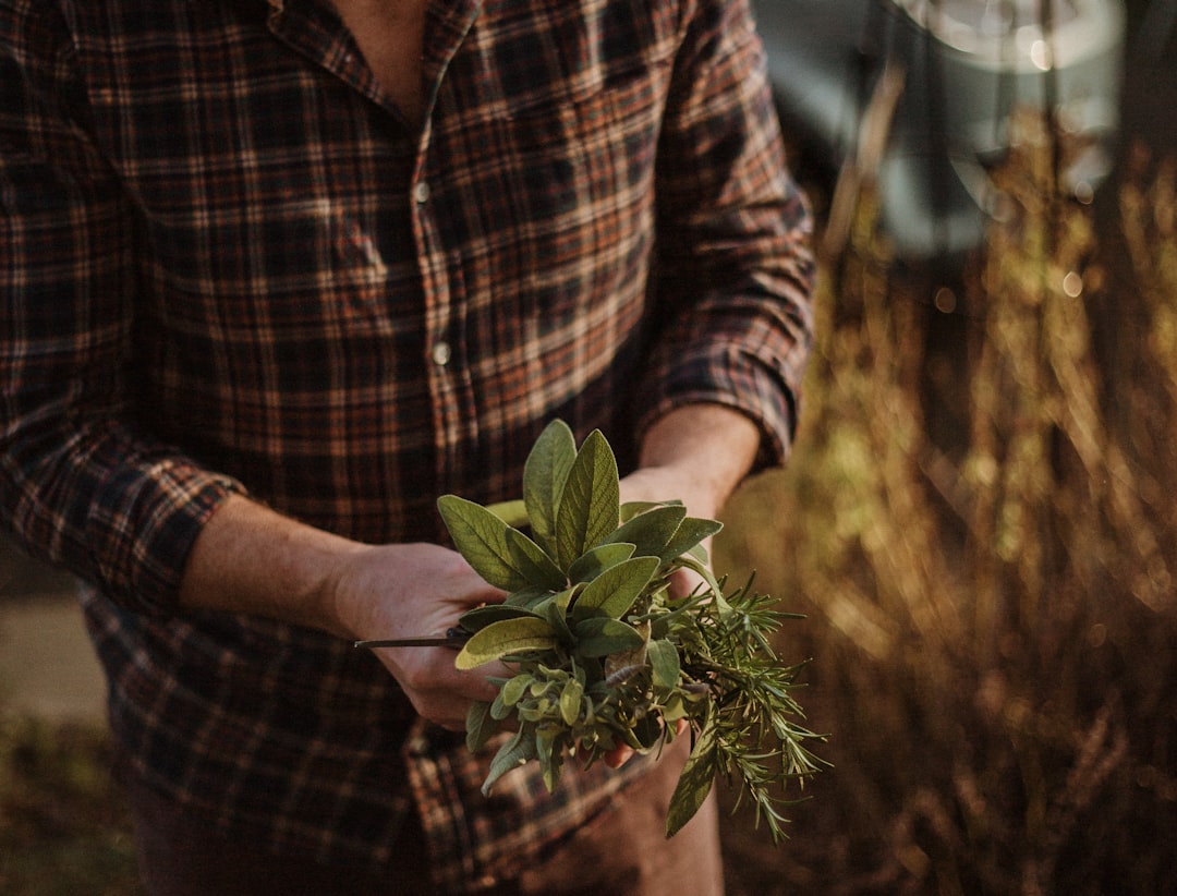 Fresh motherwort for heart and anxiety held in hand