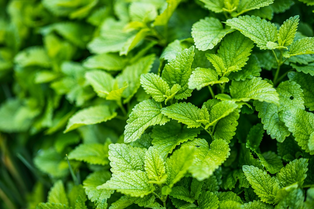 Fresh lemon balm for stress and sleep growing as bright green leaves