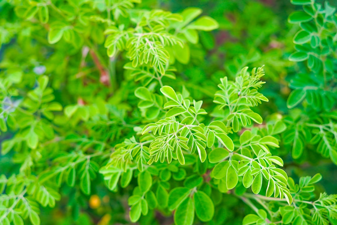 Licorice root for digestion, the roots and leaves of the Glycyrrhiza glabra plant