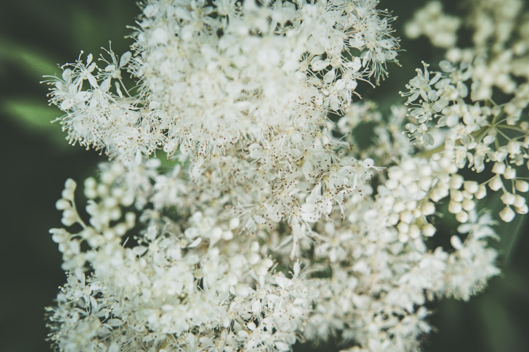 Creamy white meadowsweet flowers in bloom, the plant behind meadowsweet for heartburn