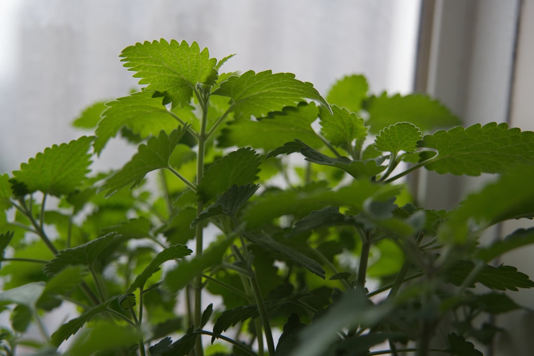 Motherwort for heart and anxiety, a leafy herb growing in the garden