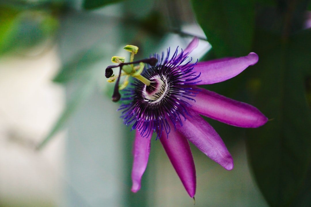 Passionflower for sleep and anxiety, purple Passiflora incarnata bloom