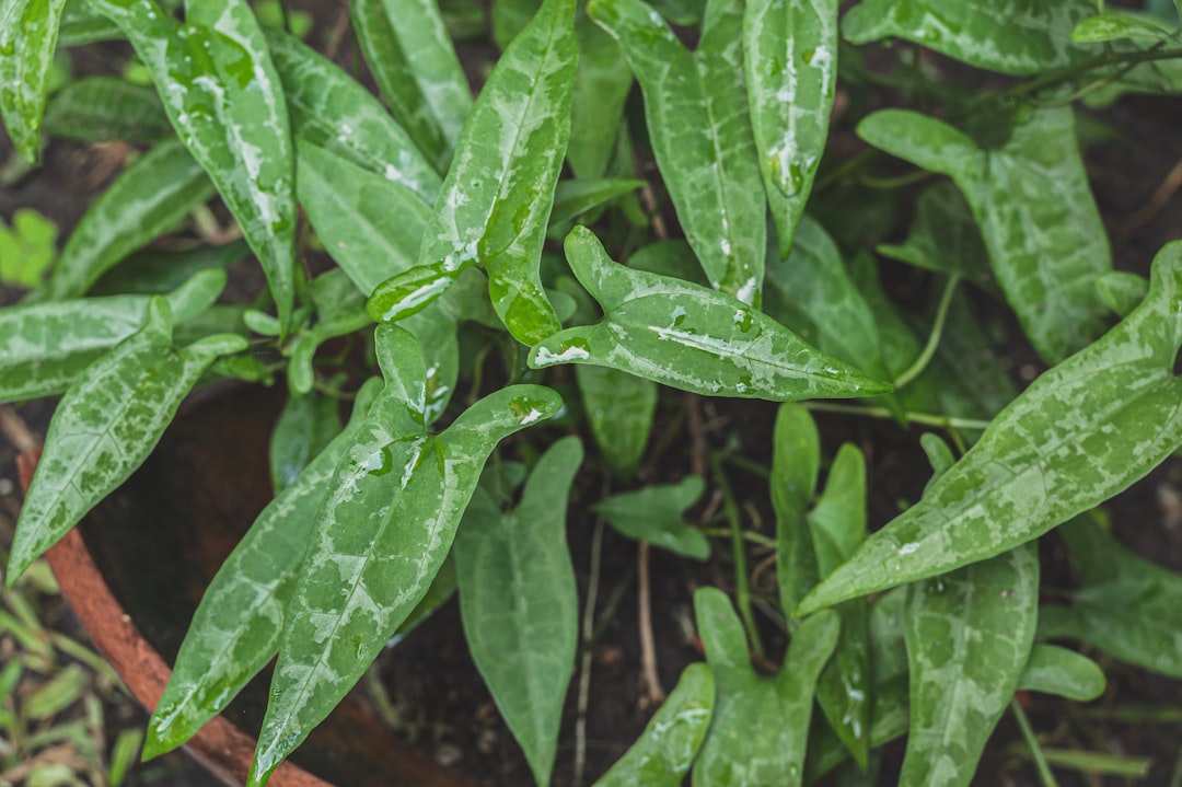 Plantain leaf for bites and stings growing wild in a lawn