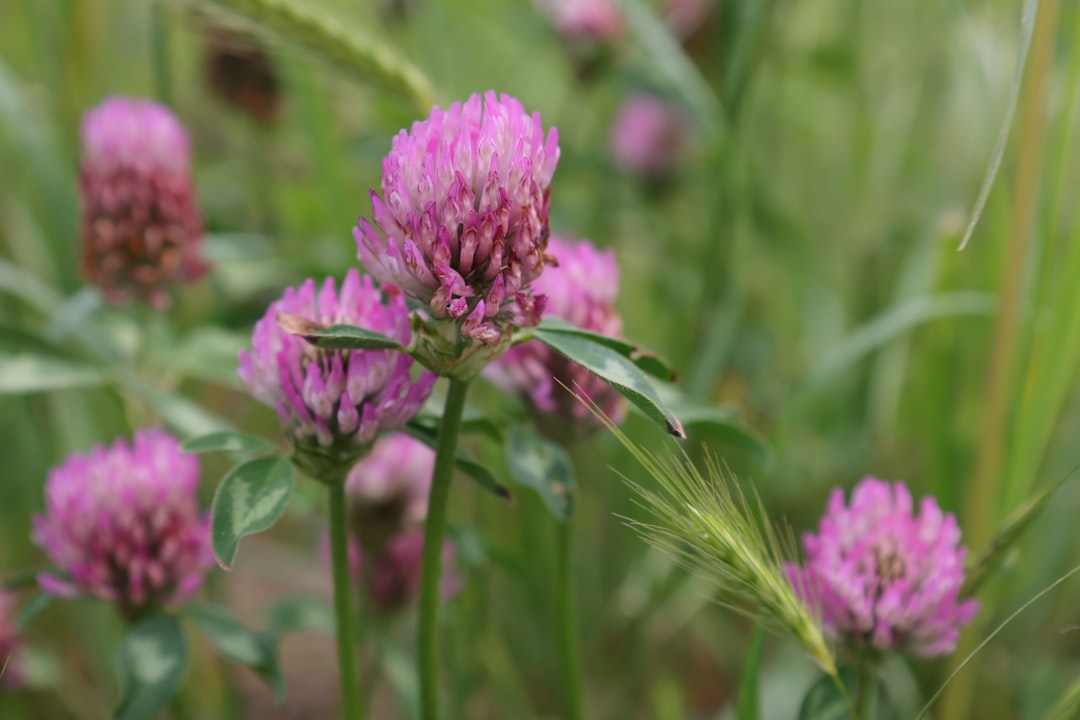 Dried red clover for skin health blossoms ready for tea