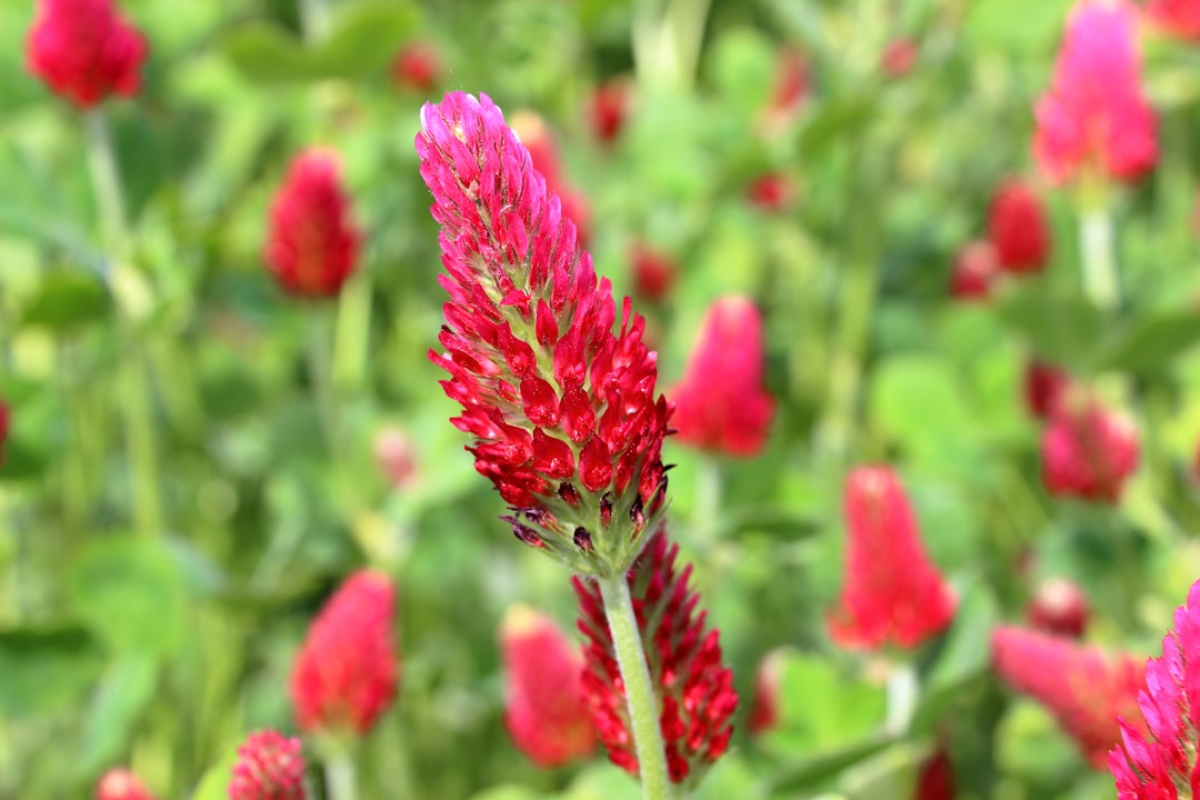 Red clover for skin health, pink flowers growing in a field