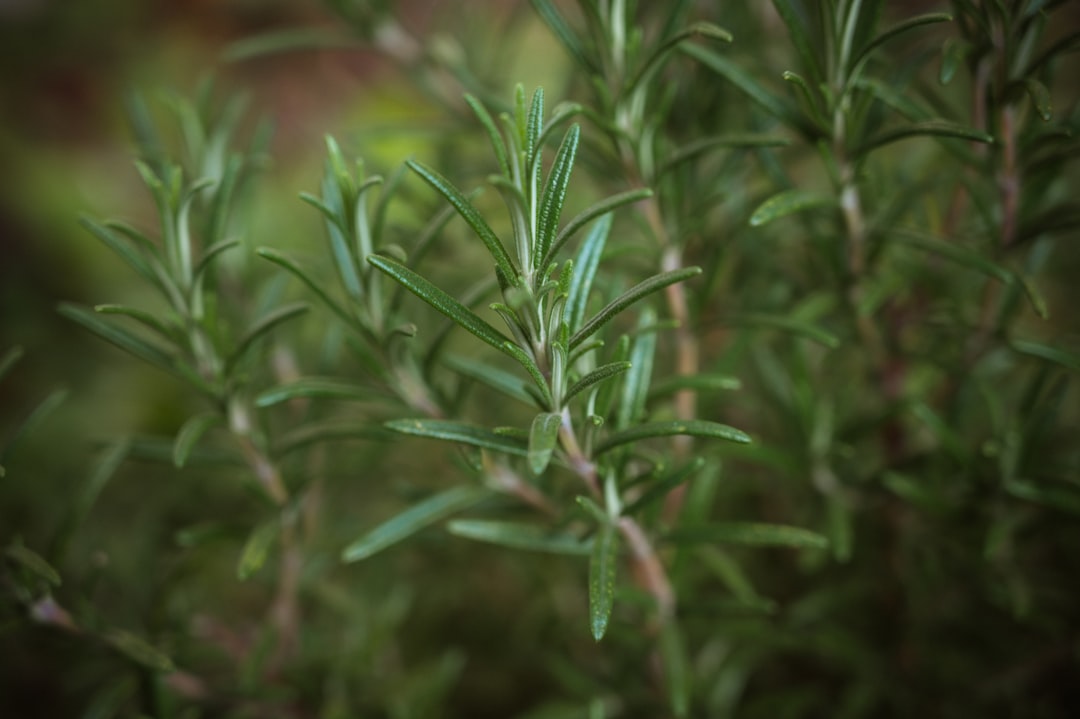 Fresh rosemary being prepared, rosemary for memory and focus in daily use