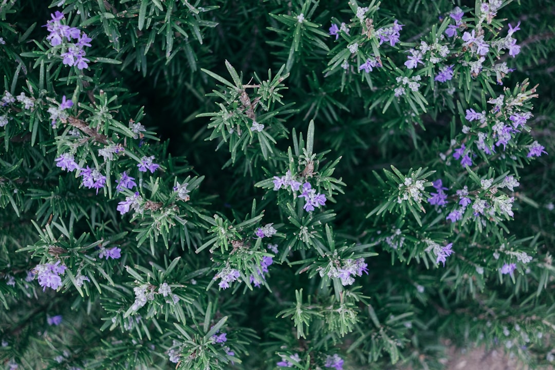 Rosemary for memory and focus, fresh rosemary plant in flower