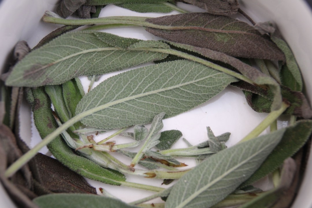 Dried sage leaves for a tea or gargle, a traditional use of sage for sore throat
