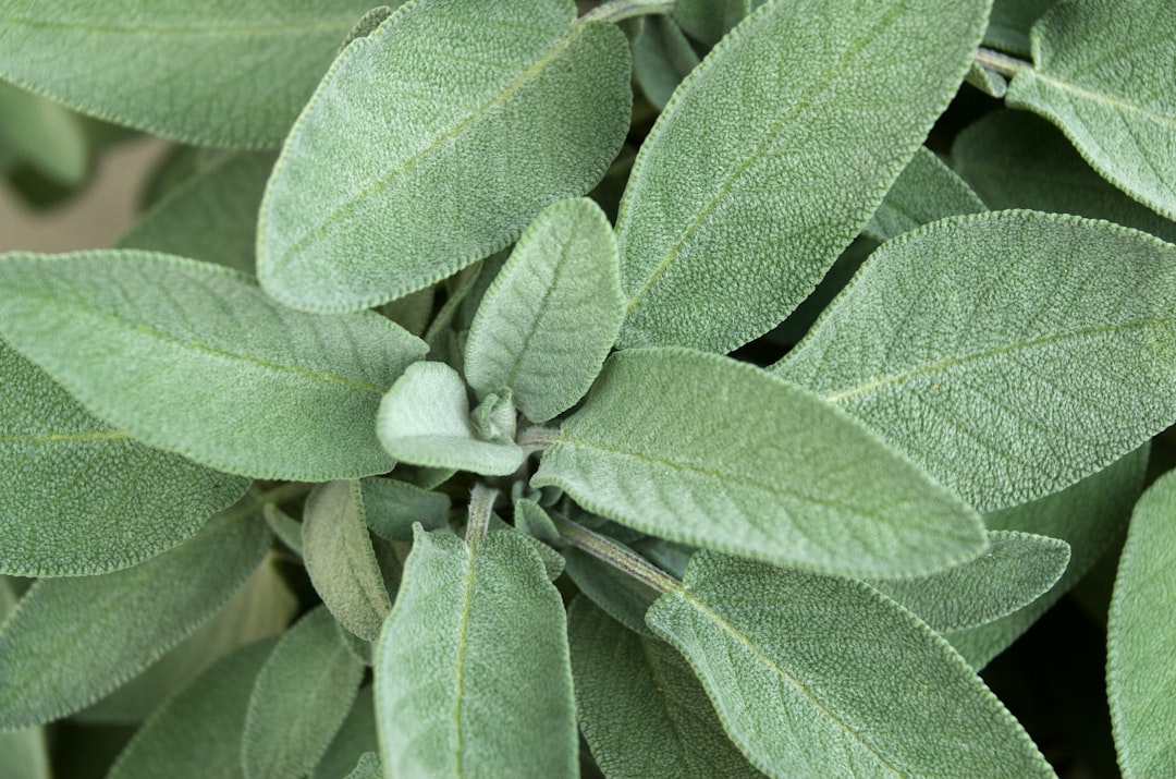 Salvia officinalis, the garden sage used as sage for sore throat