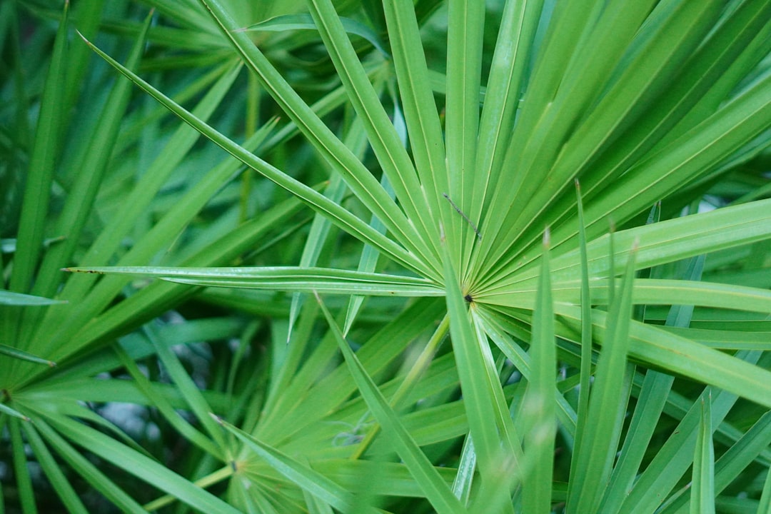 Saw palmetto for prostate health, the fan-shaped palm plant Serenoa repens