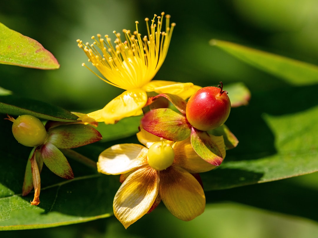 St johns wort for mood, bright yellow Hypericum perforatum flowers