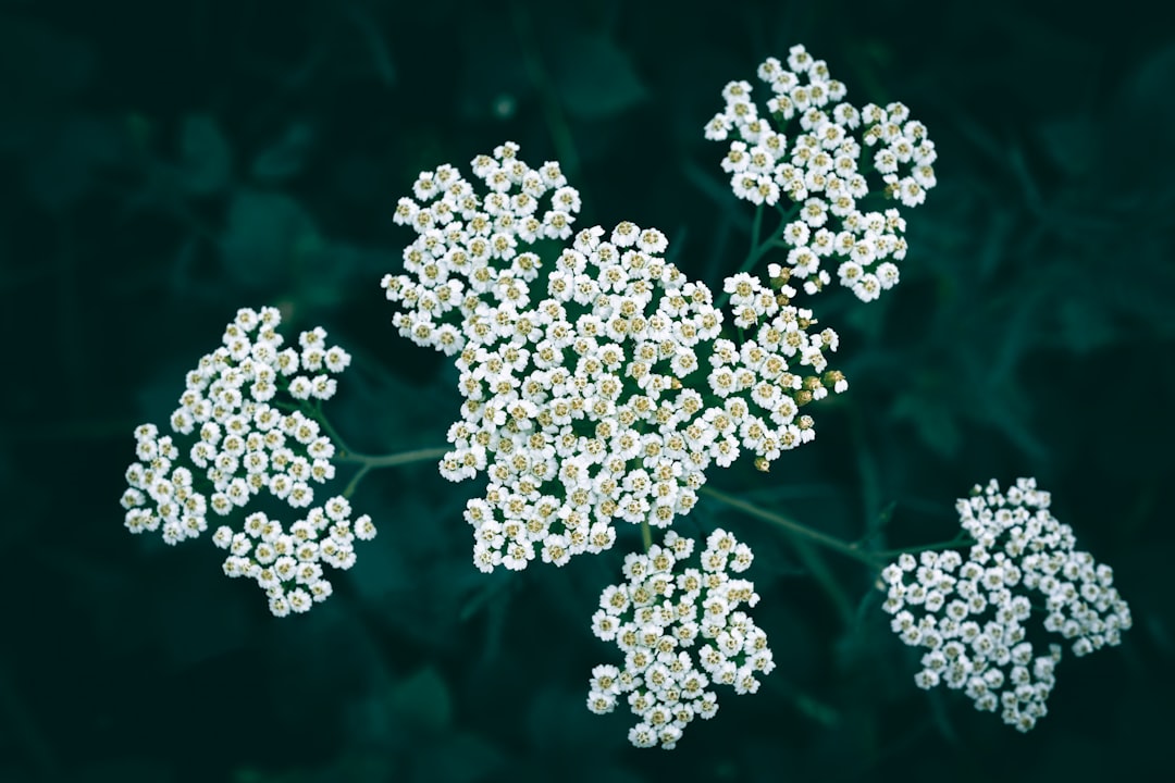Yarrow for wounds and fever, white Achillea millefolium flowers in a meadow