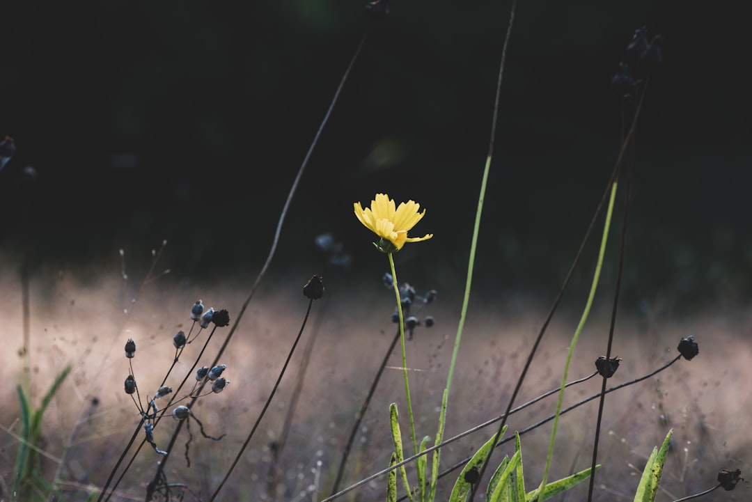 Yellow flowering elecampane root for cough plant in a meadow
